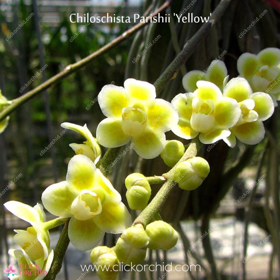 Ванда тесселата. Vanda tessellata
