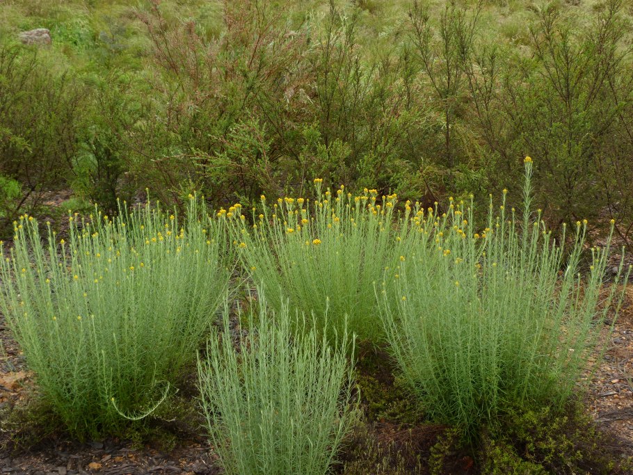 Эпифитная бромелия