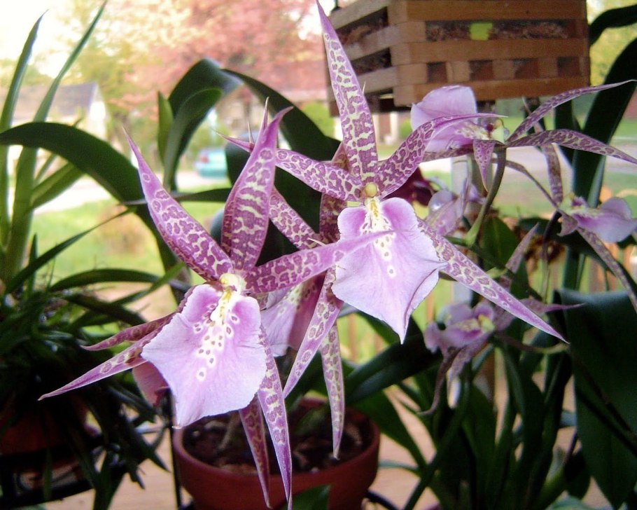 Billardiera lehmanniana