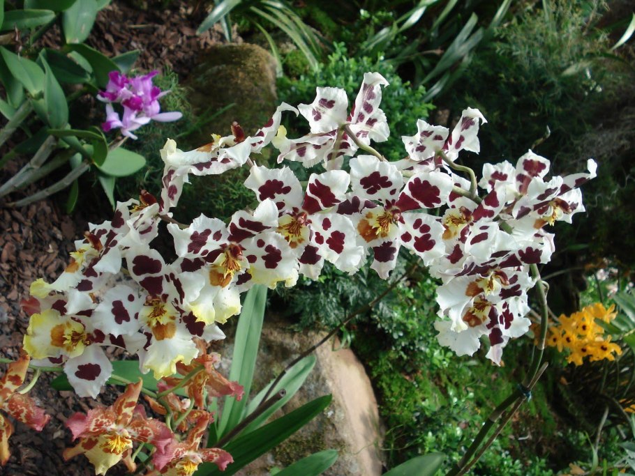 Орхидея с Рио де Жанейро