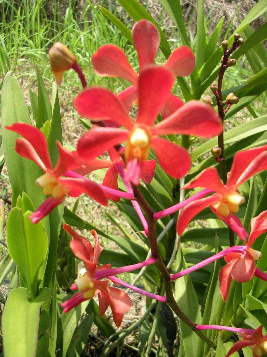 Аранда Орхидея