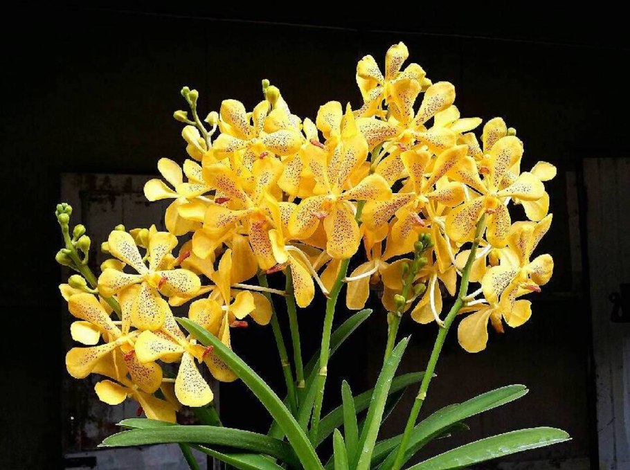 Ванда Бьюти Еллоу спот