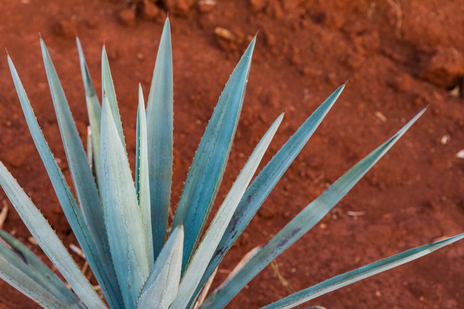 Семейство ластовневые – Asclepiadaceae Хойя