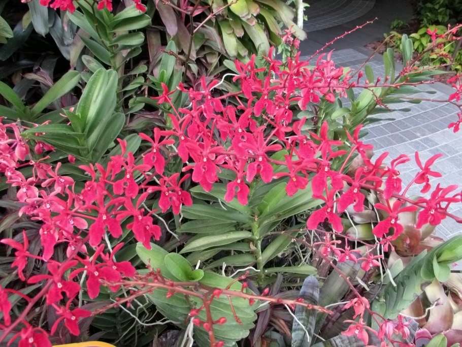 Орхидея Сансет лав