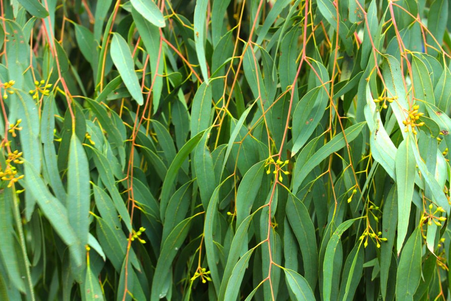 Цветок Аурелия японская