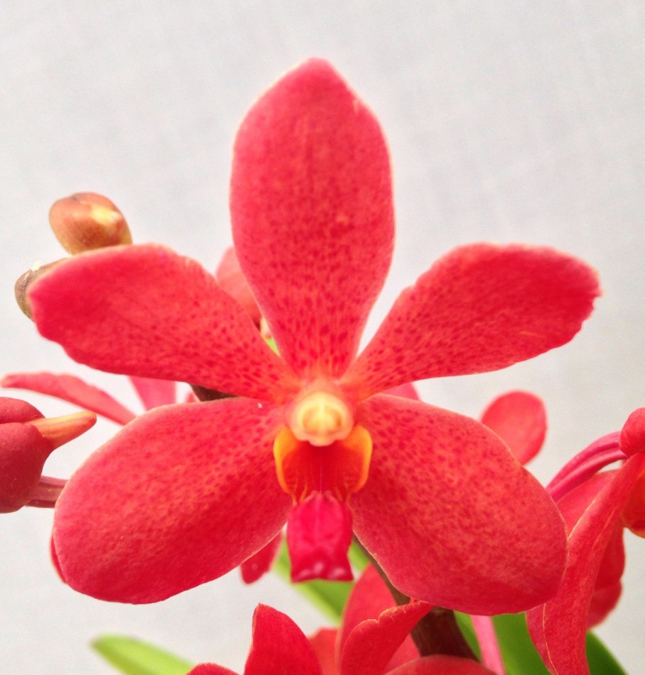 Голубая Агава в разрезе