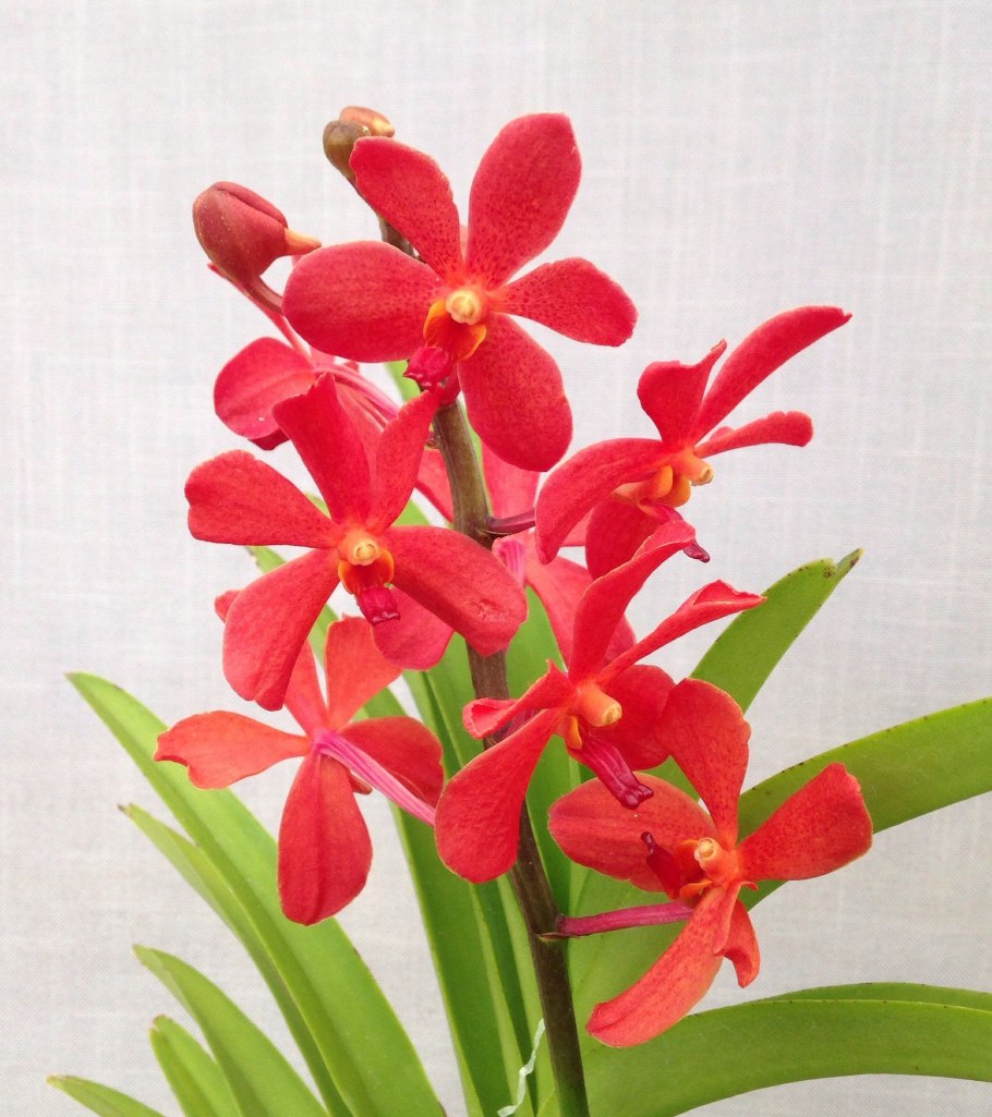 Ванда Rujiroj Red