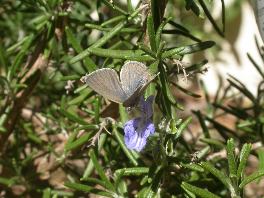 Амарант хвостатый щирица