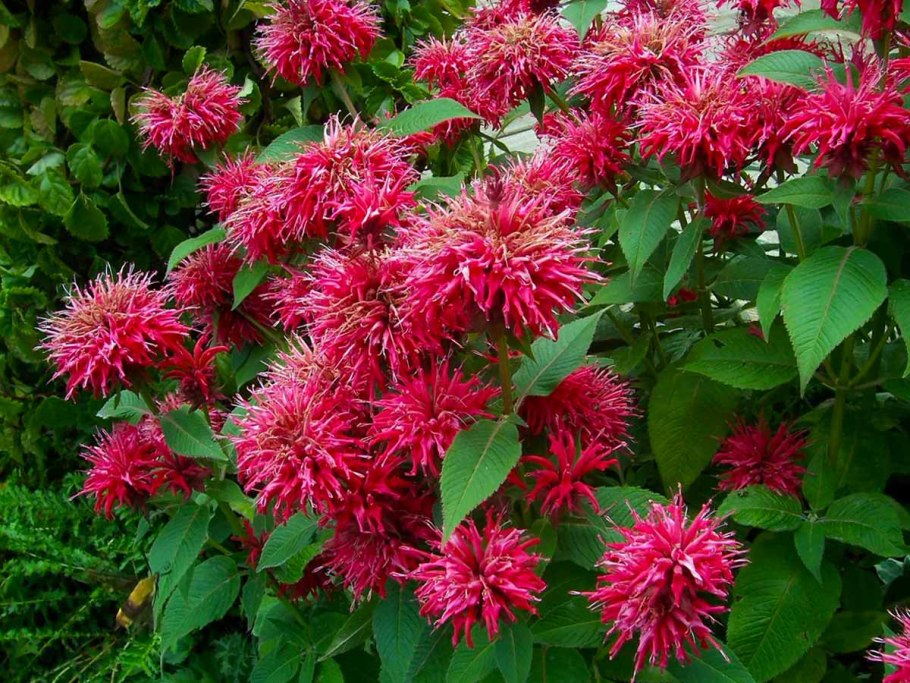 Монарда Гадэнвью Скарлет