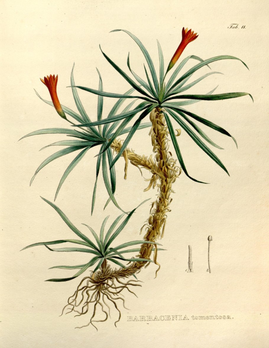 Водосбор цветок семейства лютиковых