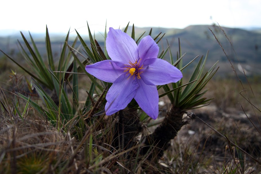 Xerophyta retinervis
