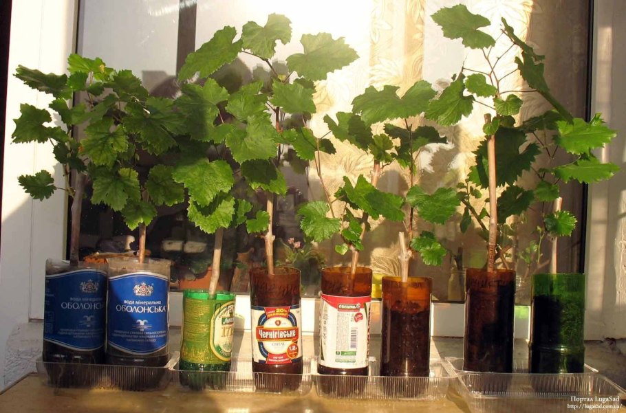 Виноградная лоза черенки в земле