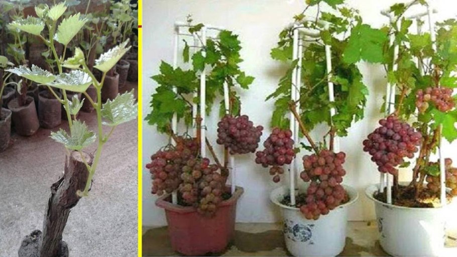 Плющ ипомея