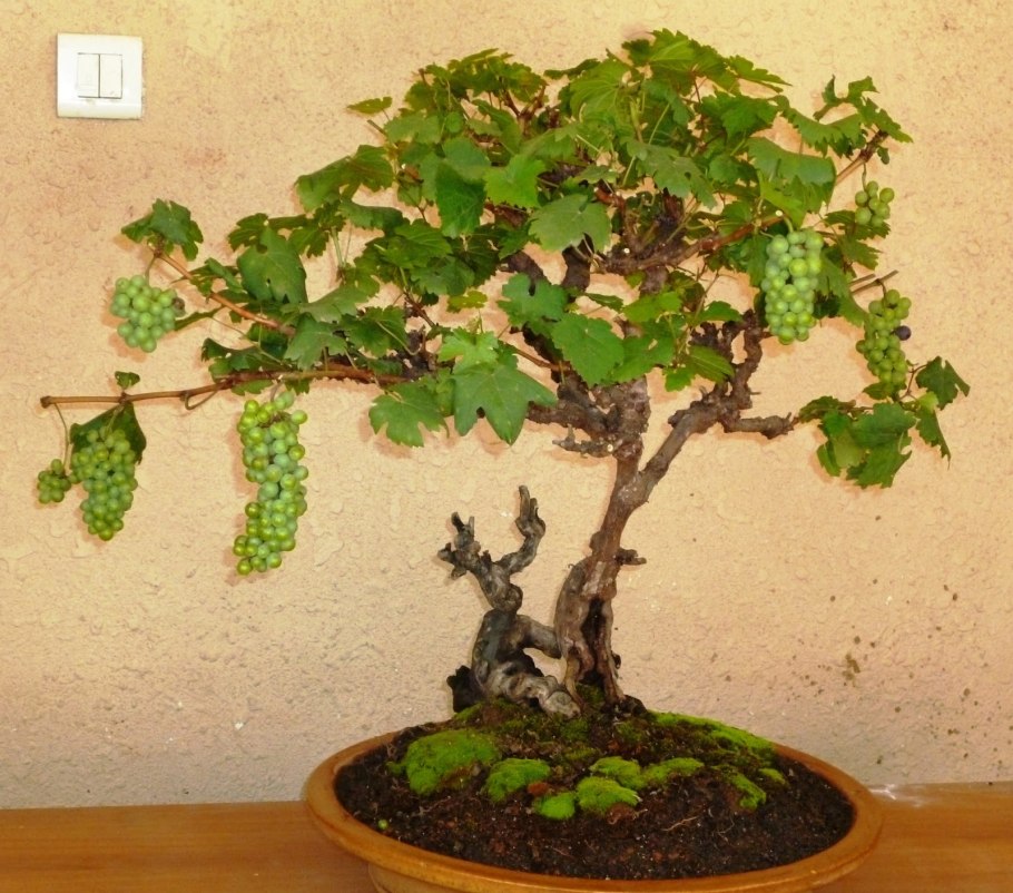 Банзай винограда бонсай