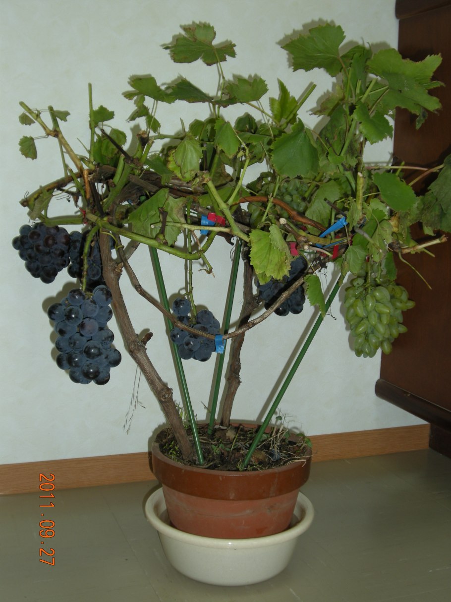 Виноград из косточки