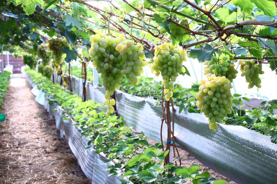 Винодельни Шампани сбор винограда