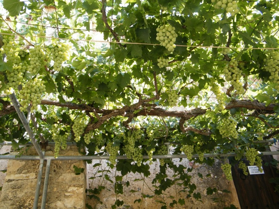 Виноград Мускат туннель