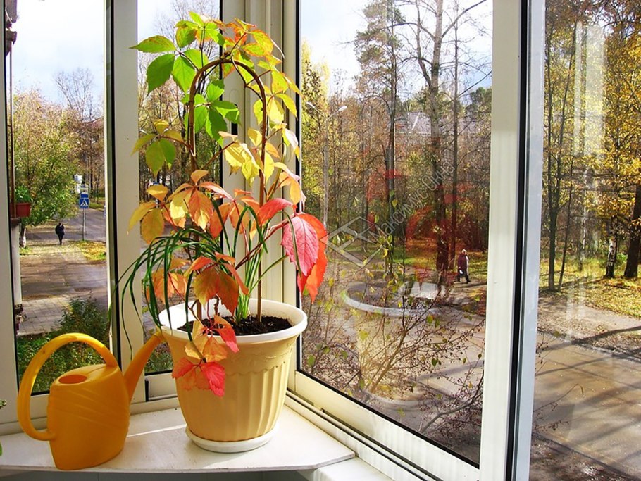 Парник для винограда