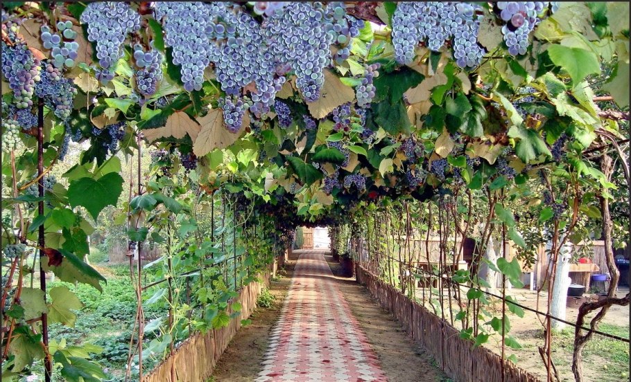 Пергола увитая плющом