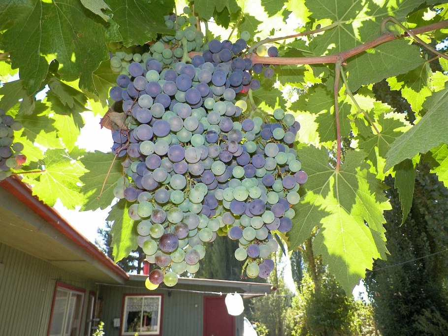 Виноградник в горшке