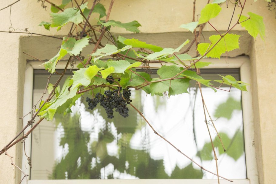 Виноград Мускат беседочный