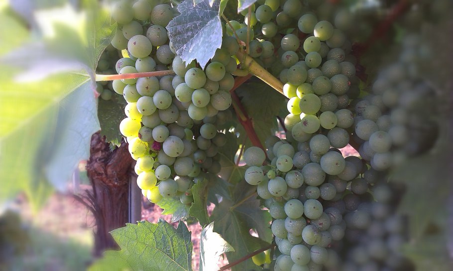 Сезон винограда