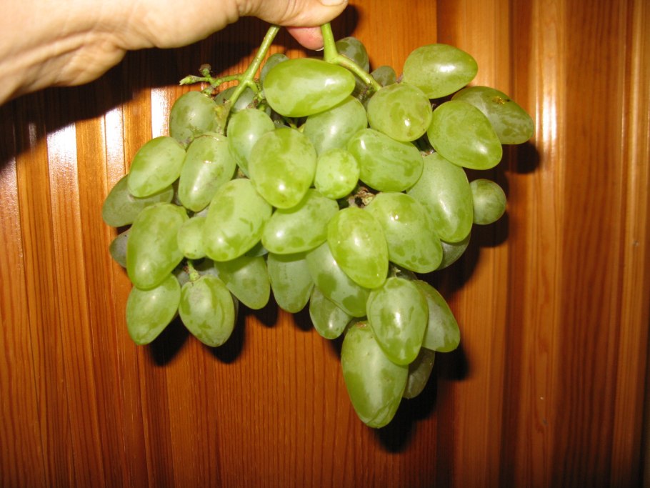 Виноград сорт "Сибирский сладкий"