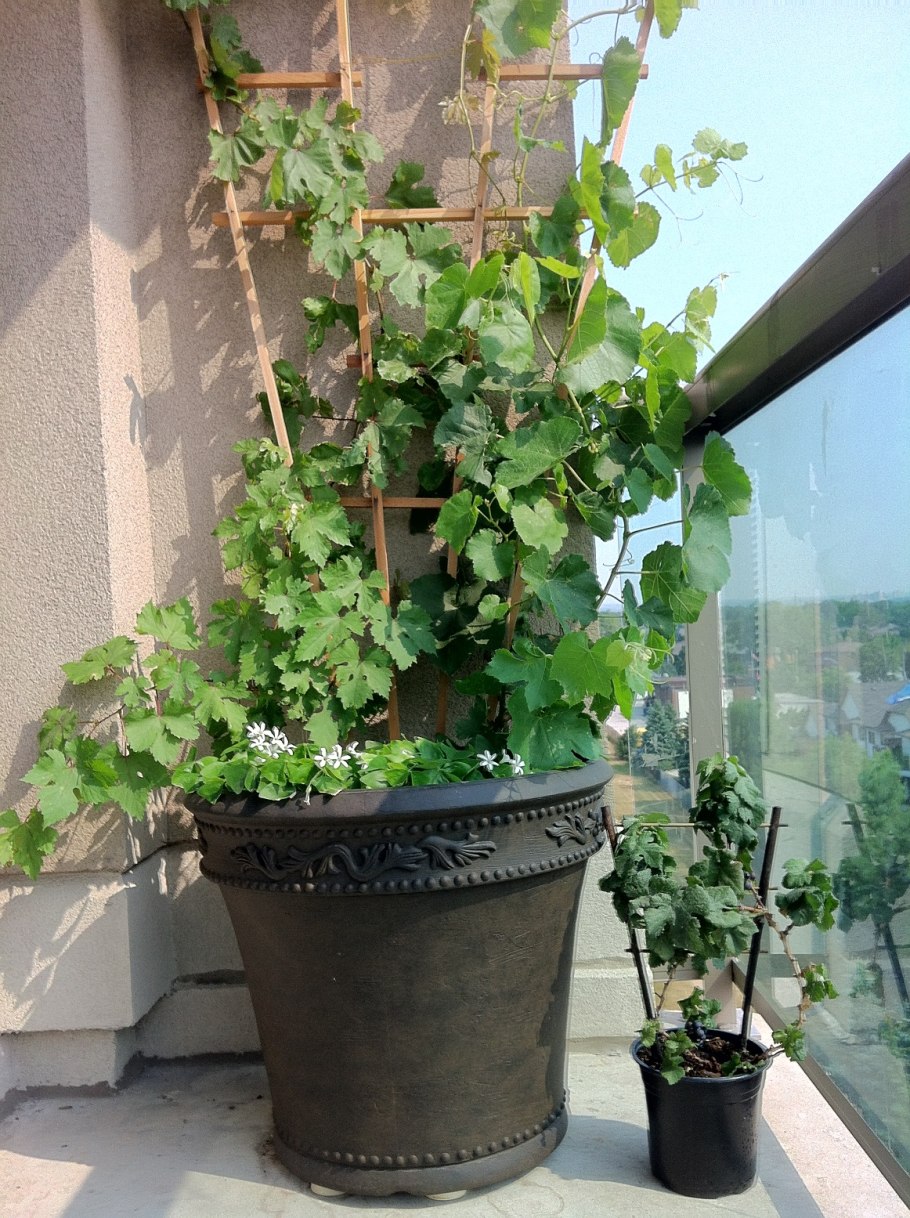 Девичий виноград в горшке