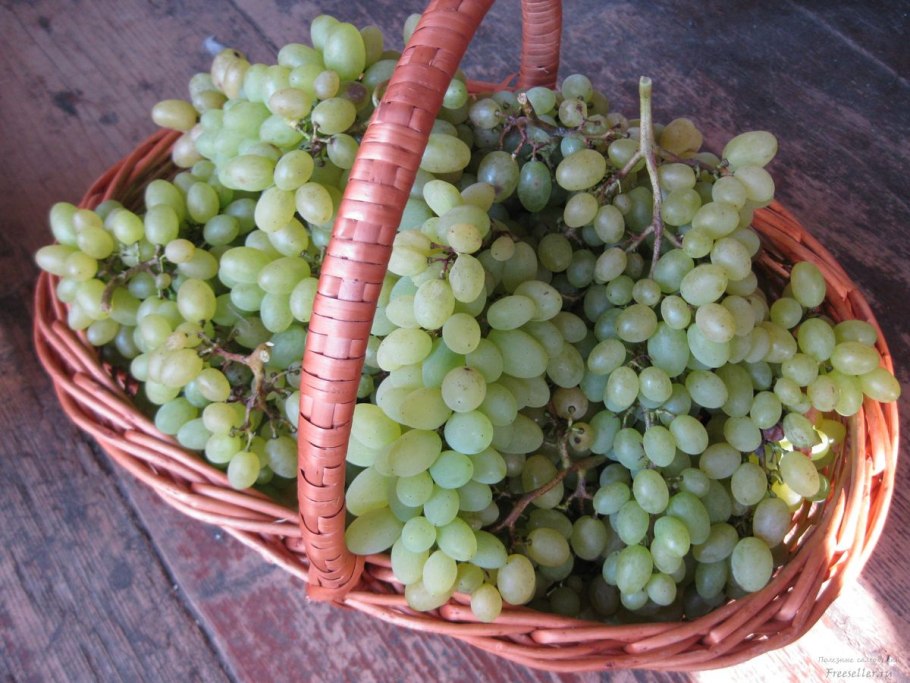 Шпалеры для хмеля