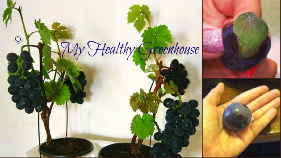 Витис комнатный виноград