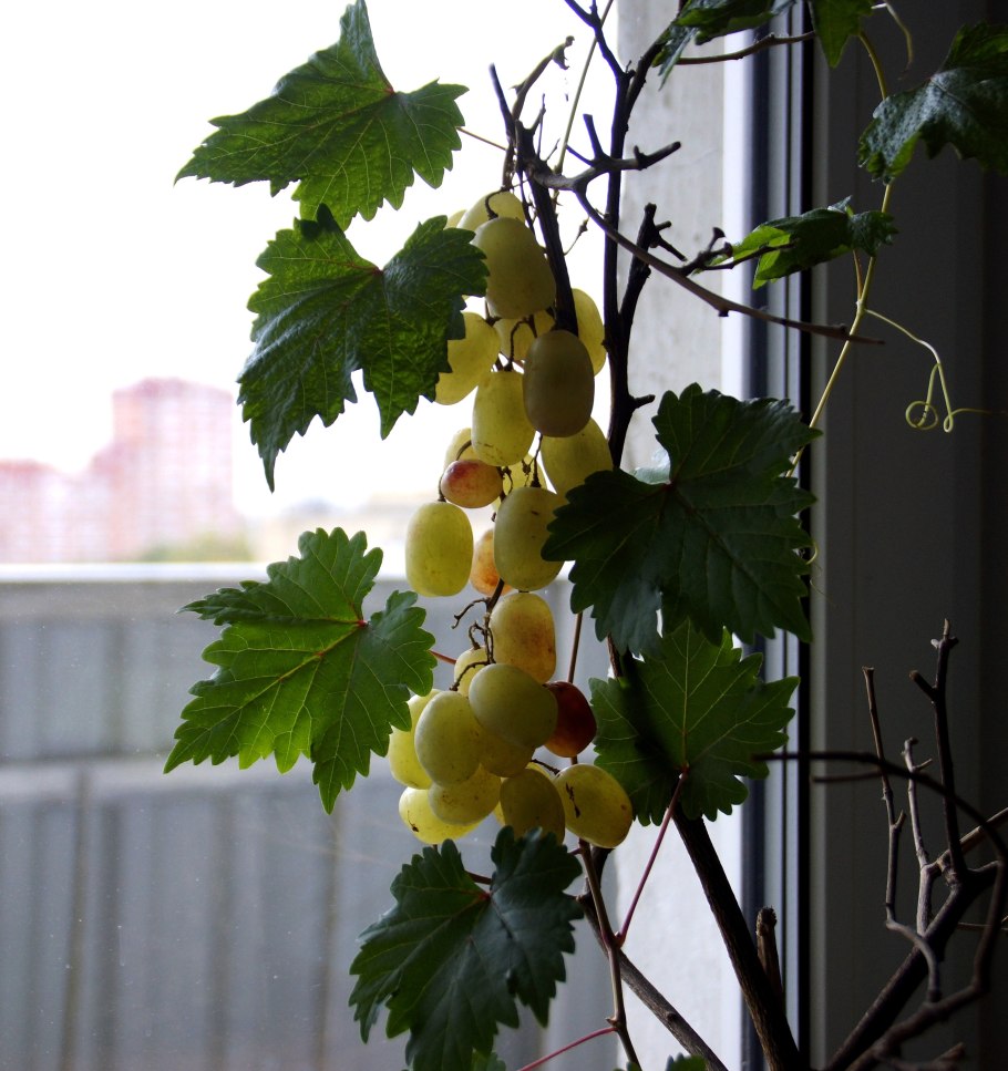 Росток виноградной лозы