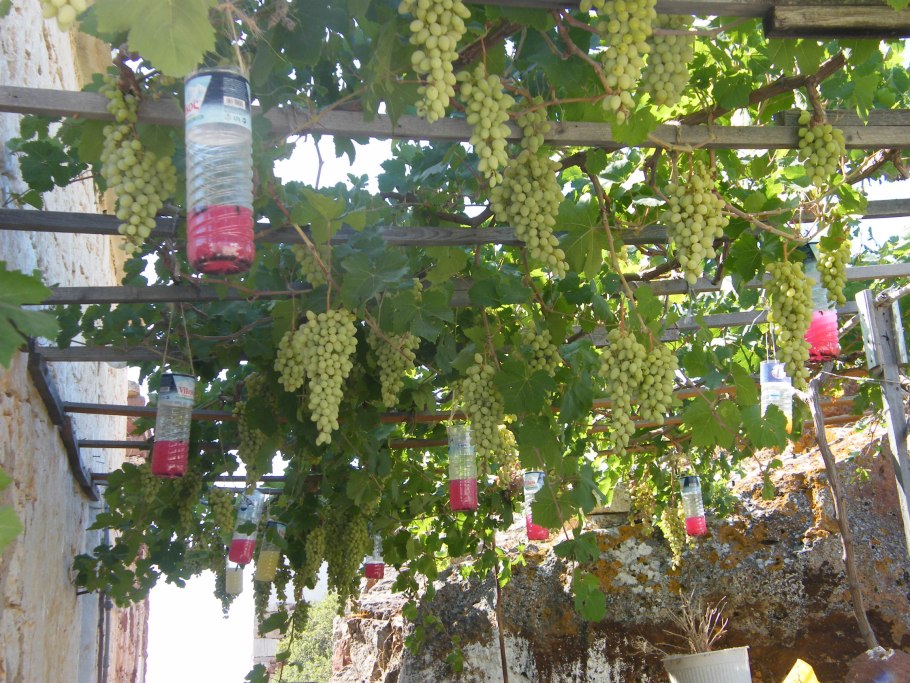 Хранение винограда