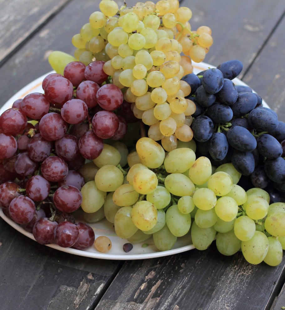 Виноградник в Подмосковье