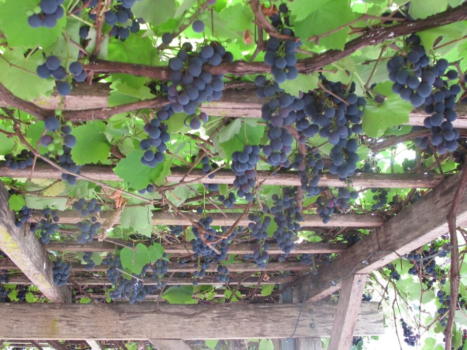 Килограмм винограда