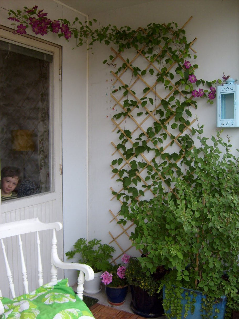 Девичий виноград на балконе