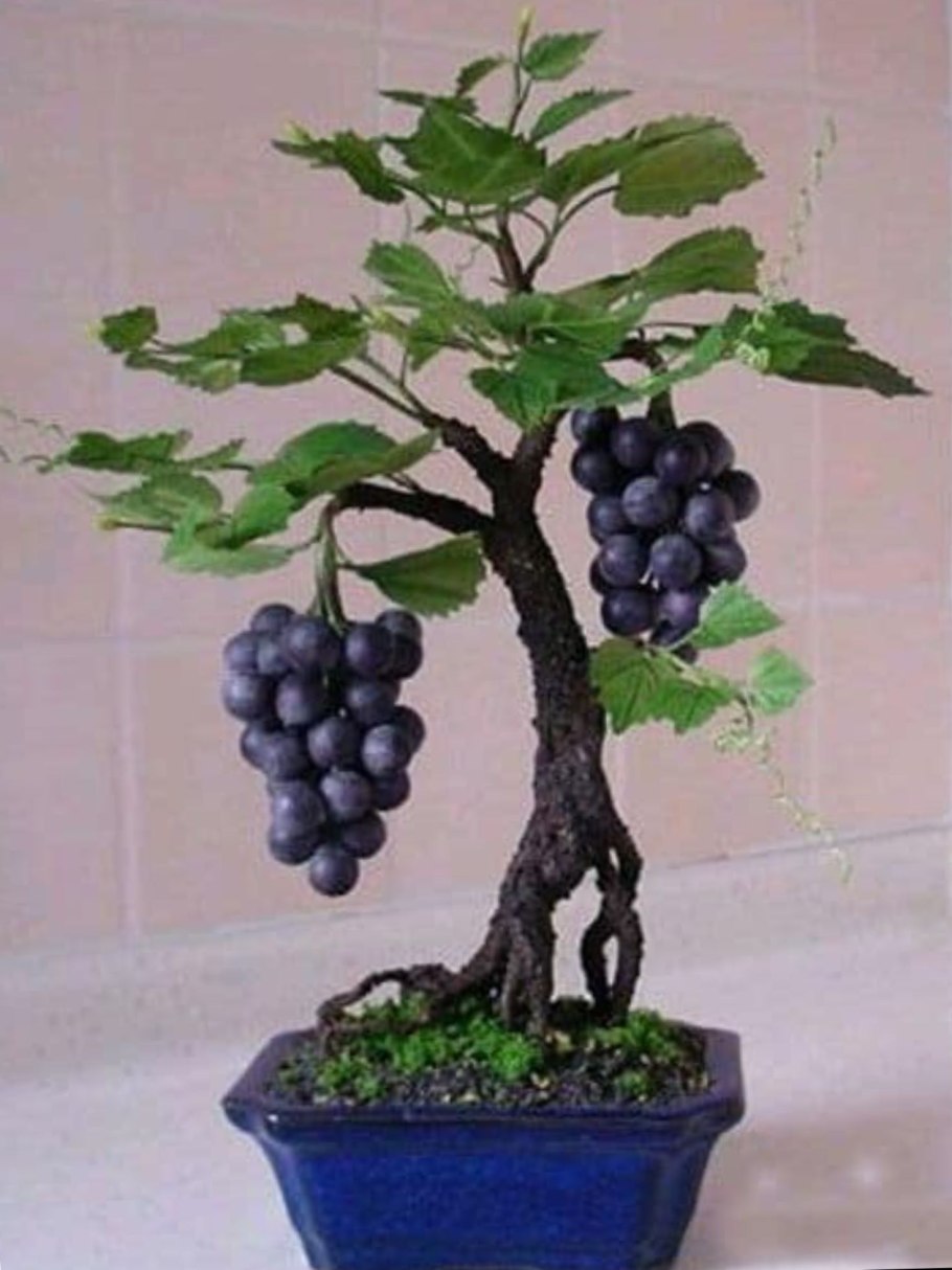 Плющ, Хмель, ваниль, виноград-