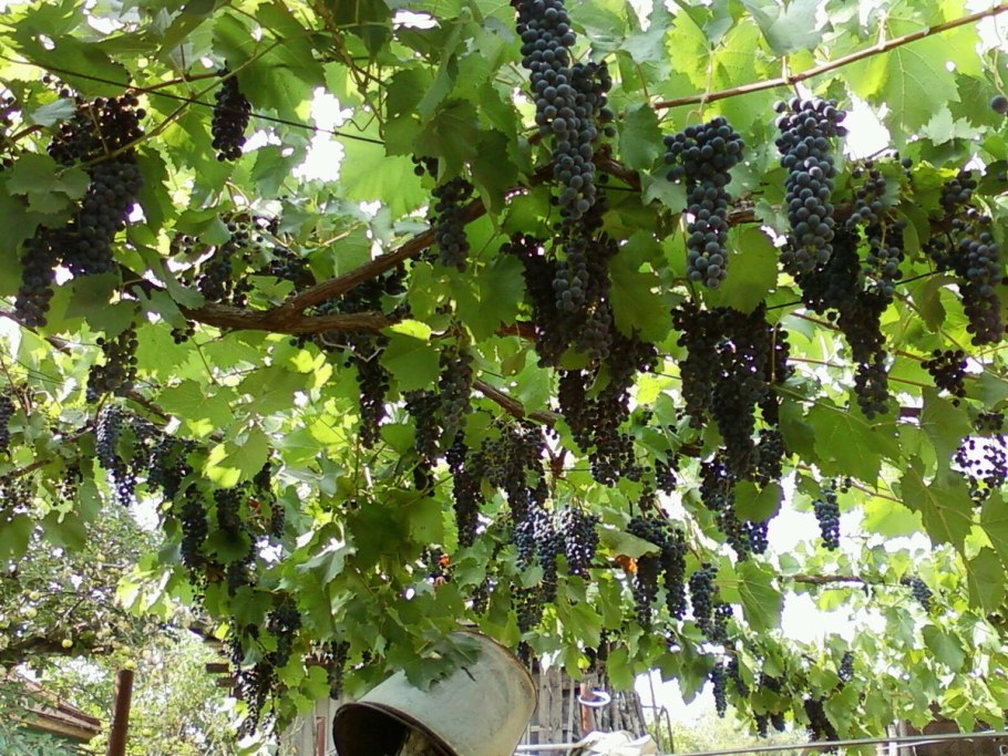 Thompson seedless виноград