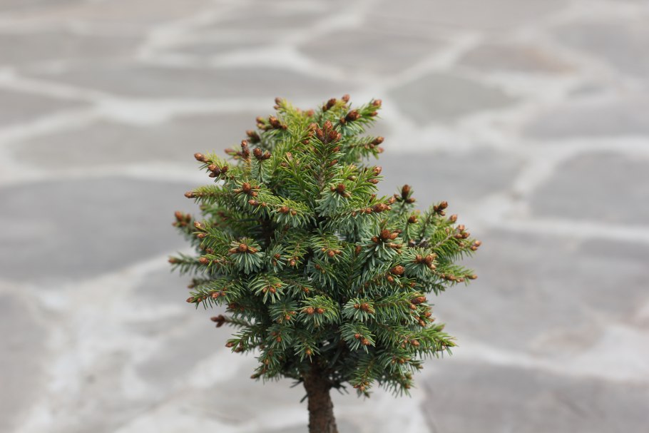 Ель канадская колючая серебристая