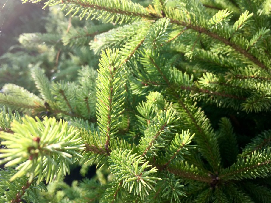 Ель обыкновенная Прокумбенс