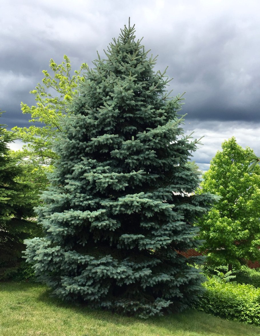 Picea gl. 'Echiniformis'