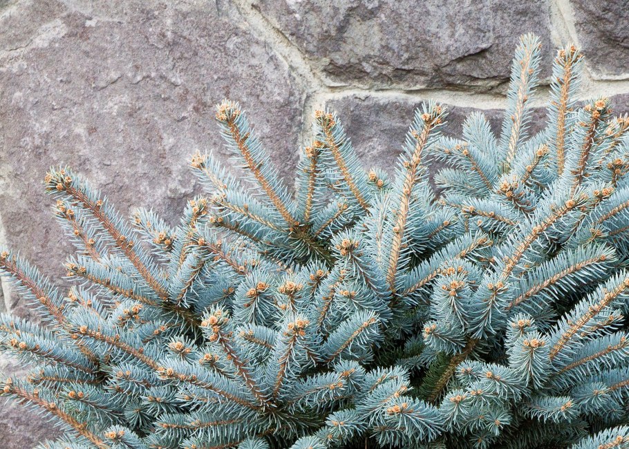 Ель колючая Блаукиссен