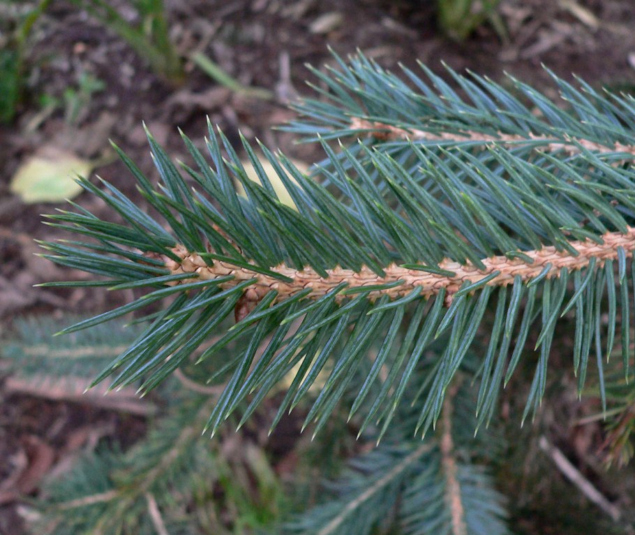 Ель колючая Коника
