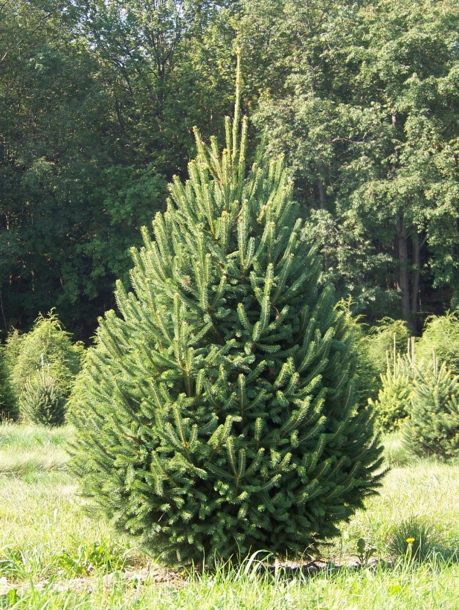 Ель колючая Picea pungens