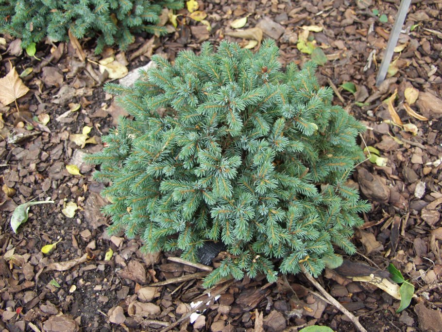 Picea Abies noialuud