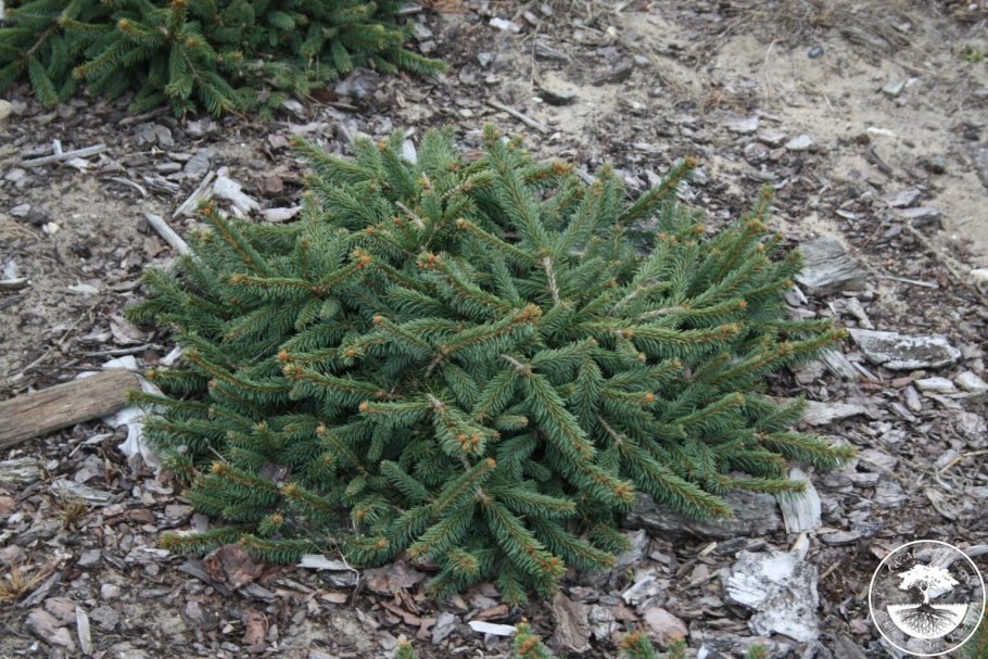 Ель обыкновенная биколор