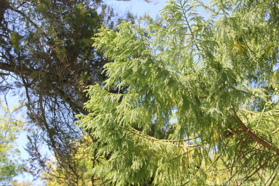 Picea glauca Echiniformis