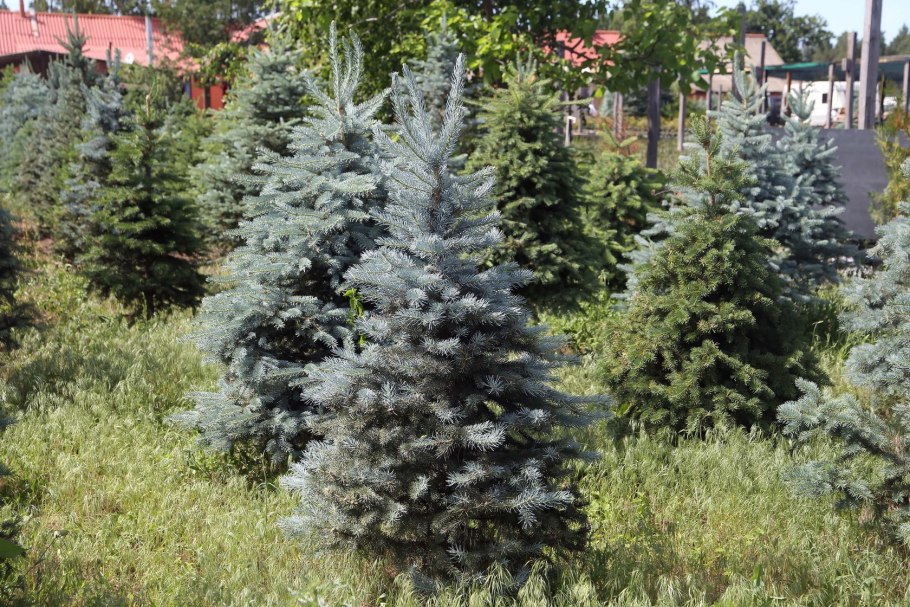 Ель колючая сизая голубая