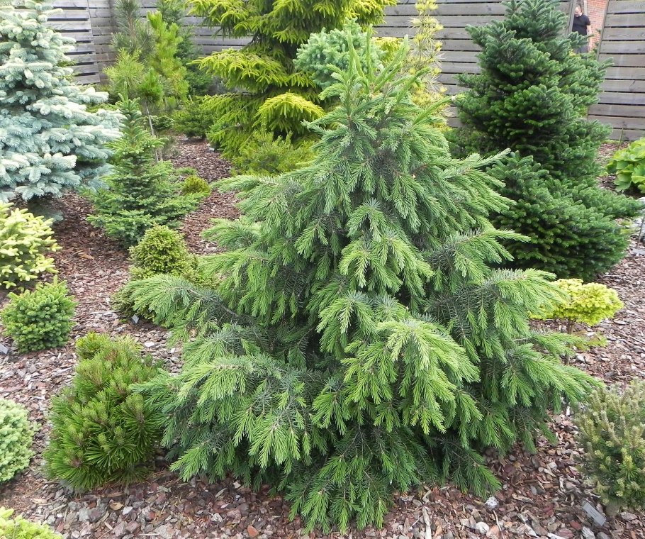 Ель европейская компакта