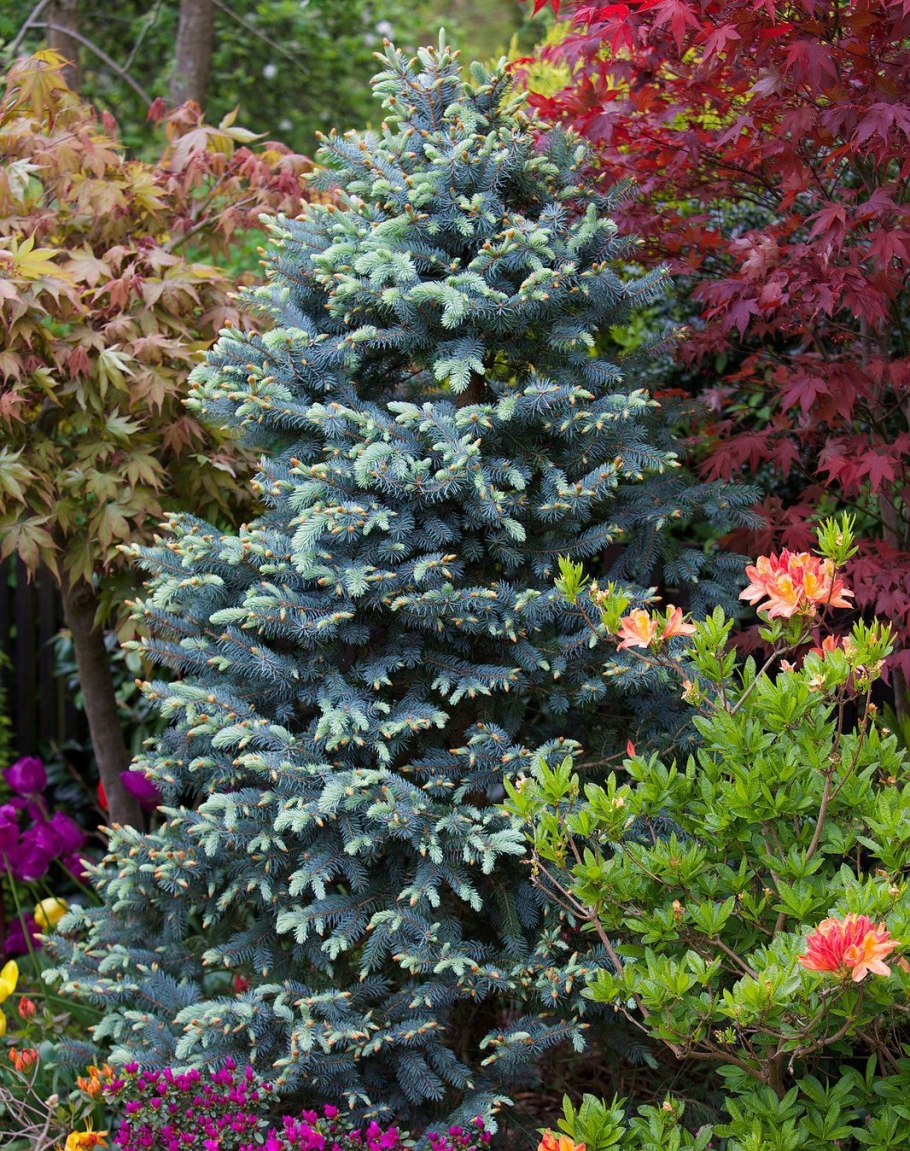 Ель колючая Мисти Блю