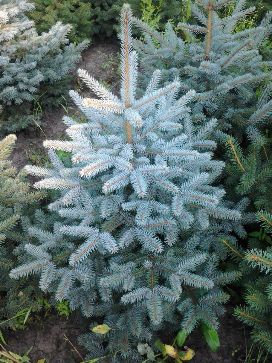 Picea omorika
